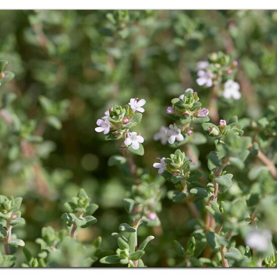 Echter Thymian: Pflanze im Habitat Garten in der NatureSpots App