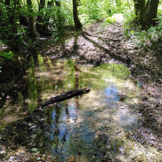 Landschaft: Süßwasser im Habitat Bach in der NatureSpots App