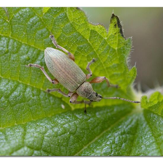 Phyllobius pomaceus: Animal in habitat Garden agriculture in the NatureSpots App