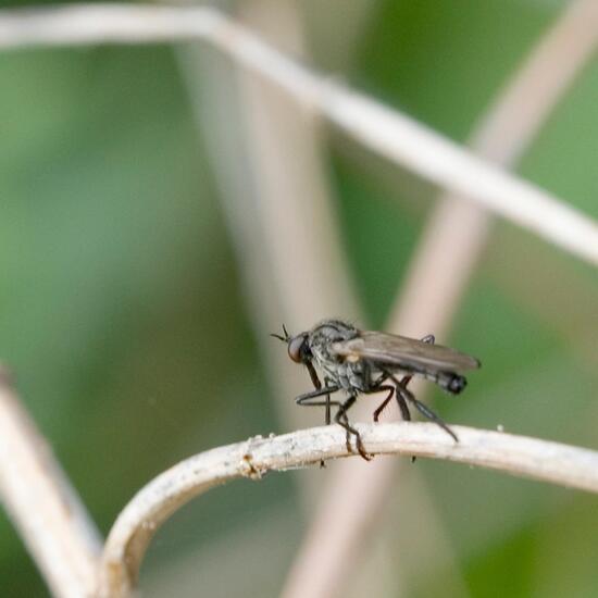 Rhamphomyia spectabilis: Animal in habitat Forest in the NatureSpots App