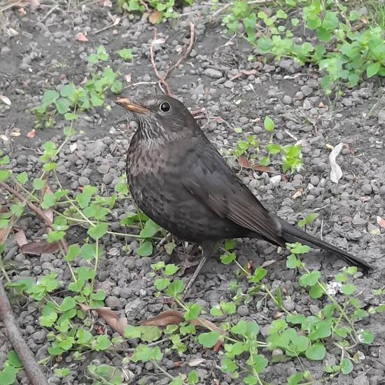 Common Blackbird: Animal in nature in the NatureSpots App