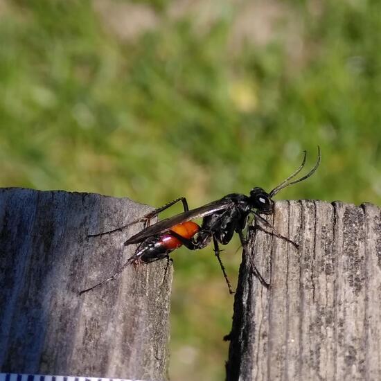 Ammophila sabulosa: Animal in habitat Semi-natural grassland in the NatureSpots App