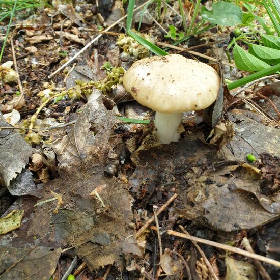 another species: Mushroom in nature in the NatureSpots App