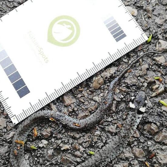 Serpentes: Tier im Habitat Strasse/Verkehr in der NatureSpots App