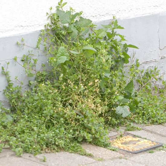 Landschaft: Stadt und Garten im Habitat Strasse/Verkehr in der NatureSpots App