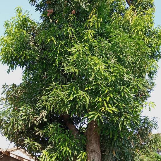 Mangifera indica: Plant in habitat City and Urban in the NatureSpots App