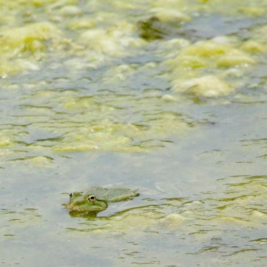 Pelophylax: Animal in habitat Artificial freshwater in the NatureSpots App