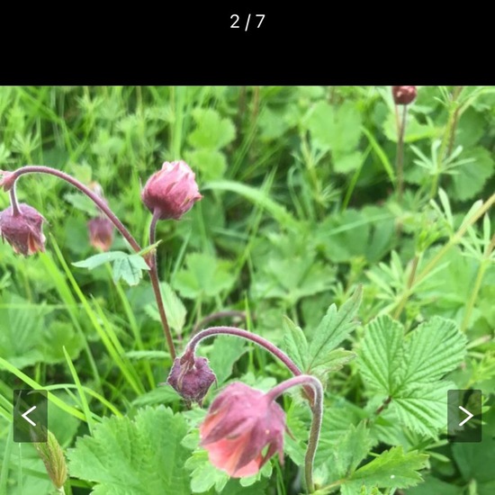 another species: Plant in habitat Stream in the NatureSpots App