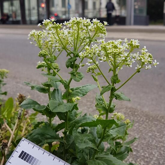 Lepidium draba: Plant in habitat Road or Transportation in the NatureSpots App