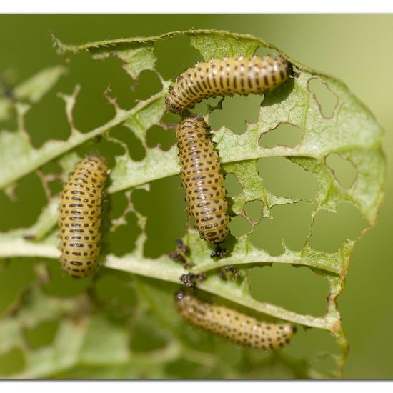 Schneeballblattkäfer: Tier im Habitat Naturnahe Wiese in der NatureSpots App