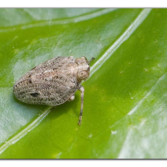 Echte Käferzikade: Tier im Habitat Garten in der NatureSpots App