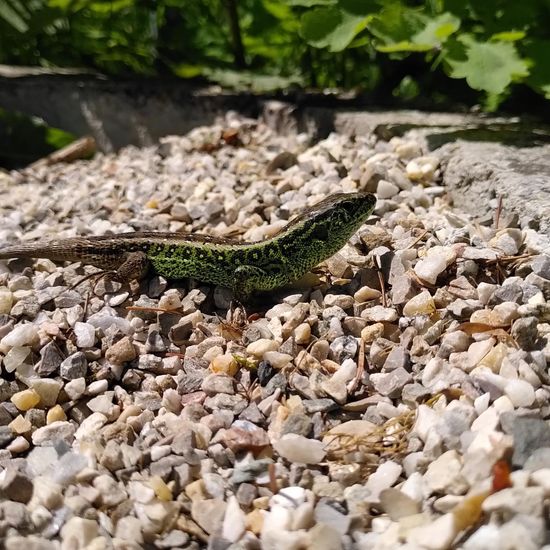 Zauneidechse: Tier im Habitat Hecke/Blumenbeet in der NatureSpots App