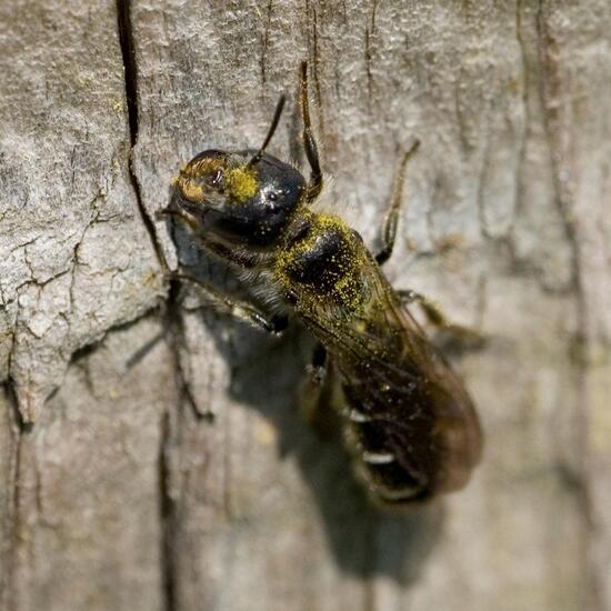 Chelostoma florisomne: Tier im Habitat Grasland und Büsche in der NatureSpots App