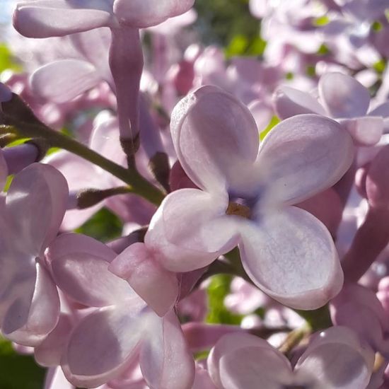 Syringa: Plant in habitat Garden in the NatureSpots App