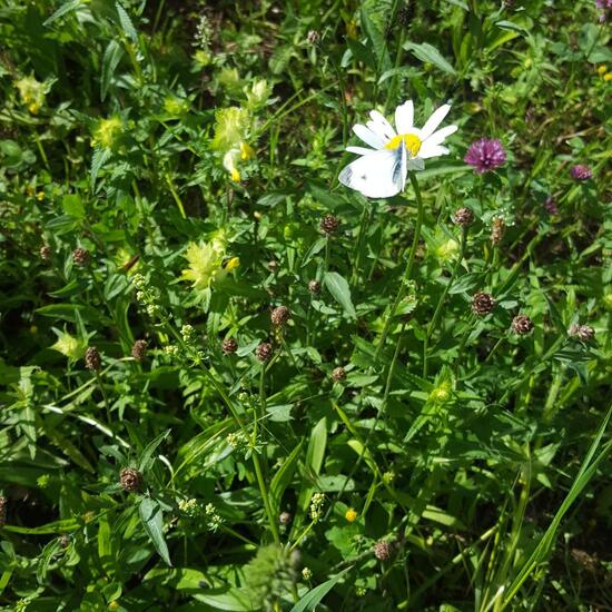 Kleiner Kohlweißling: Tier im Habitat Naturnahe Wiese in der NatureSpots App