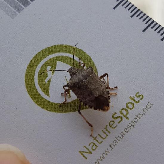 Brown marmorated stink bug: Animal in habitat Backyard in the NatureSpots App