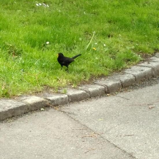 Common Blackbird: Animal in habitat Flowerbed in the NatureSpots App