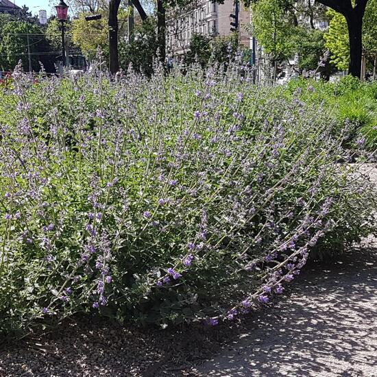 Salvia: Plant in habitat Park in the NatureSpots App