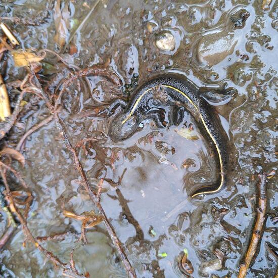 Italian crested newt: Animal in habitat Road or Transportation in the NatureSpots App