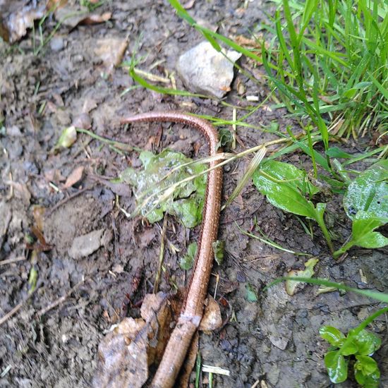 Blindschleiche: Tier im Habitat Wald der gemäßigten Breiten in der NatureSpots App