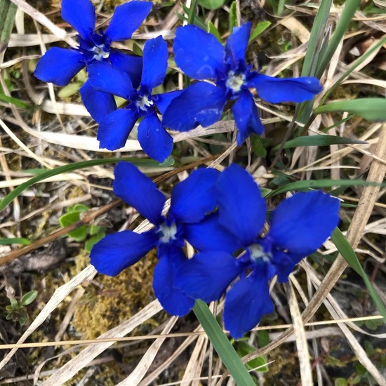 Gentiana verna: Plant in habitat Rock areas in the NatureSpots App