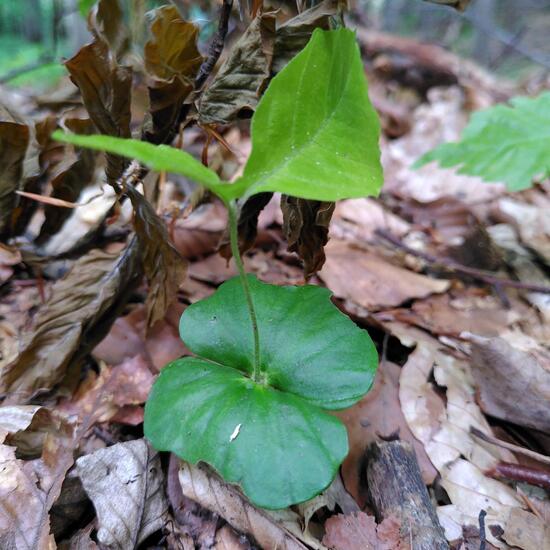 Fagus sylvatica: Plant in habitat Temperate forest in the NatureSpots App