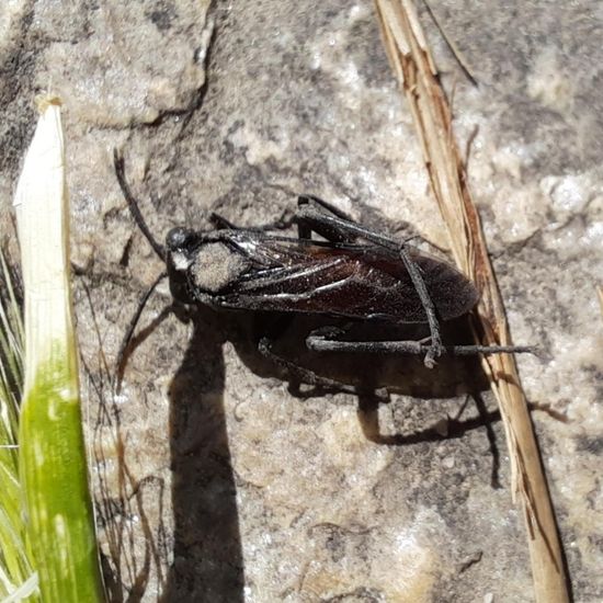 Macrophya annulata: Tier im Habitat Stadt und Garten in der NatureSpots App