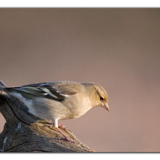 Buchfink: Tier im Habitat Hinterhof in der NatureSpots App