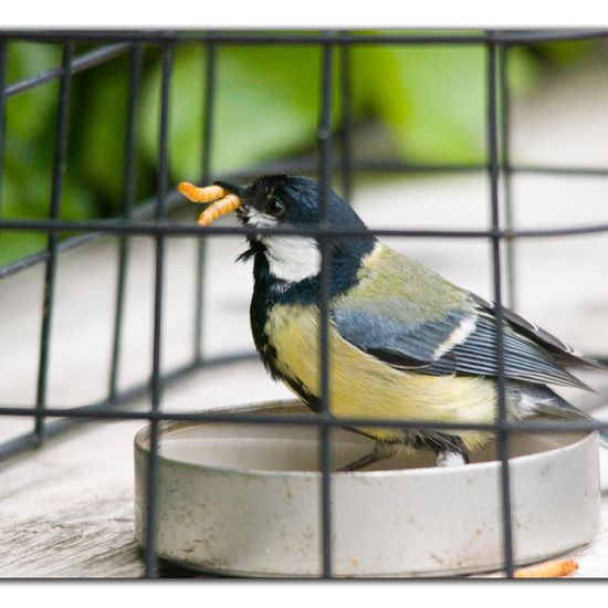 Great Tit: Animal in habitat Garden in the NatureSpots App