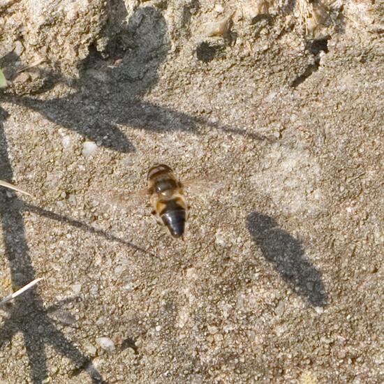 Eristalis pertinax: Tier im Habitat Wald in der NatureSpots App