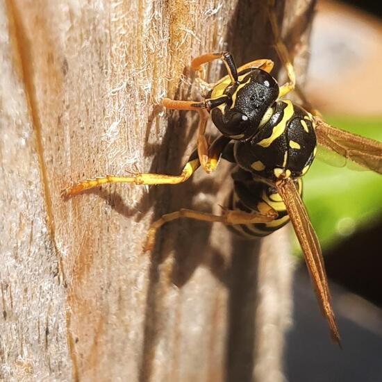 Feldwespen: Tier in der Natur in der NatureSpots App