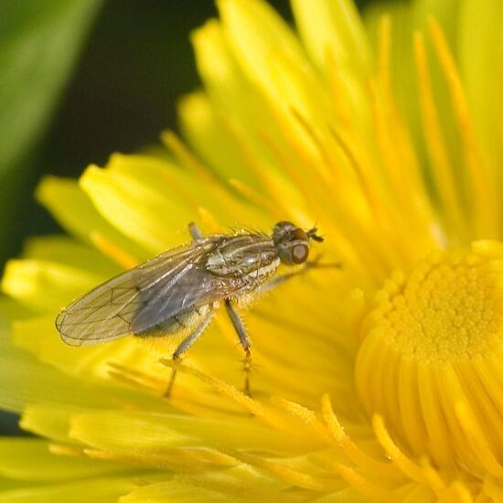 Gelbe Dungfliege: Tier im Habitat Wald in der NatureSpots App