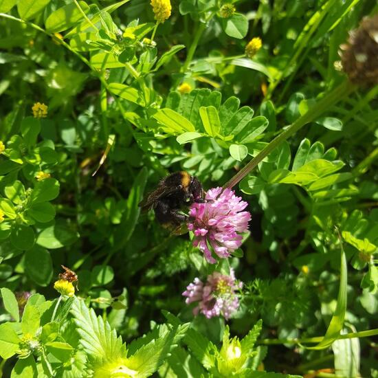 Bombias: Tier im Habitat Naturnahe Wiese in der NatureSpots App