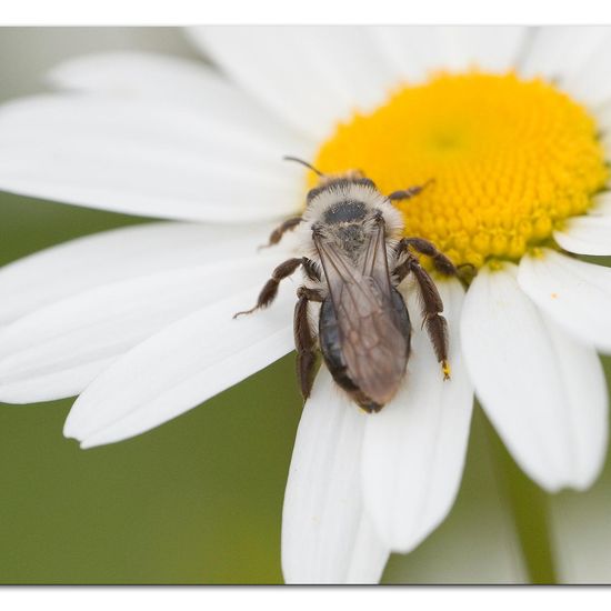 Andrena vaga: Animal in habitat Road or Transportation in the NatureSpots App