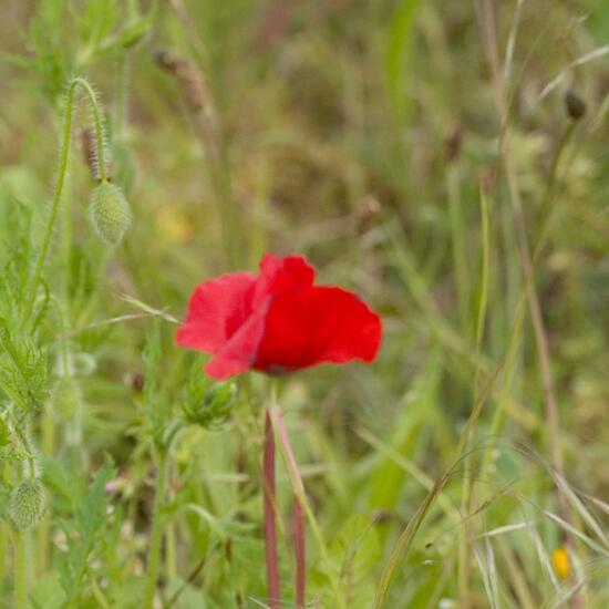 Saat-Mohn: Pflanze im Habitat Ackerrandstreifen in der NatureSpots App