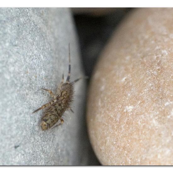 Orchesella villosa: Tier im Habitat Garten in der NatureSpots App