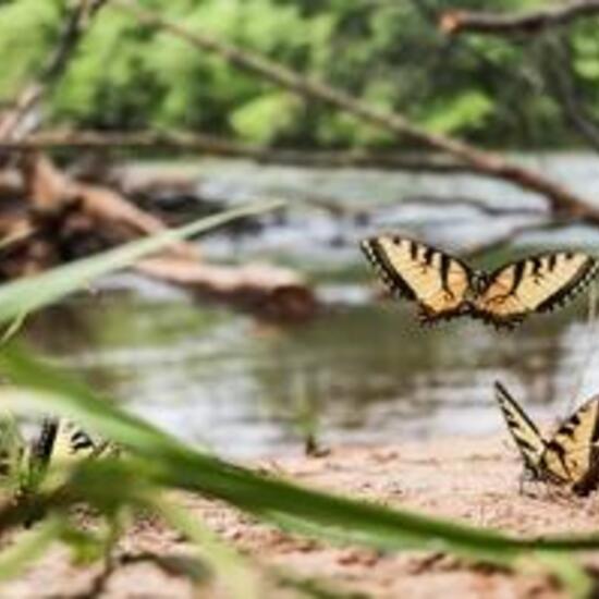 Libellen: Tier in der Natur in der NatureSpots App