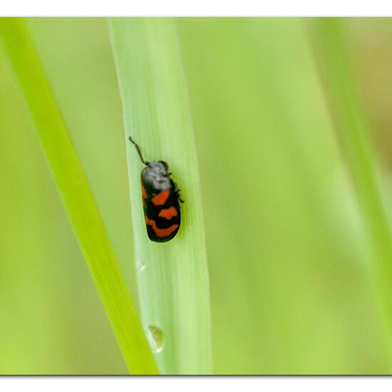 Cercopis vulnerata: Animal in habitat Road or Transportation in the NatureSpots App