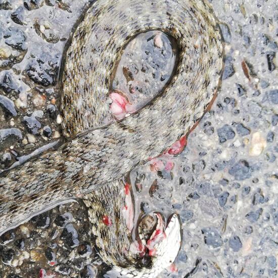 Serpentes: Tier im Habitat Strasse/Verkehr in der NatureSpots App