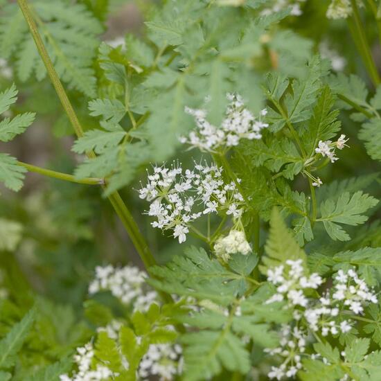 Süßdolde: Pflanze im Habitat Garten in der NatureSpots App