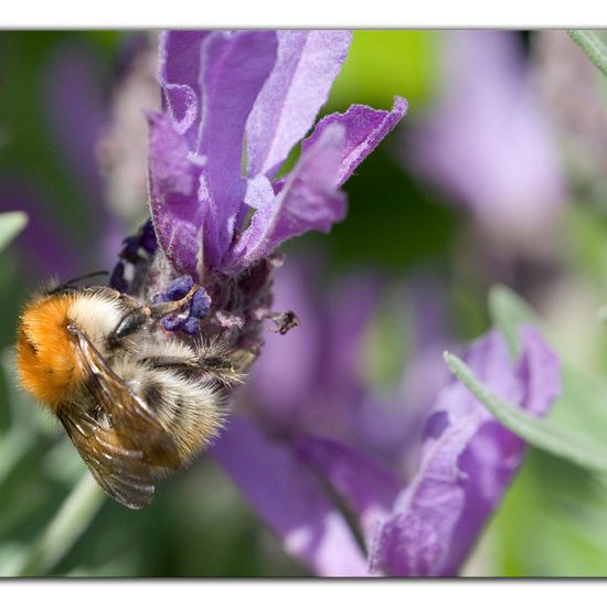 Ackerhummel: Tier im Habitat Garten in der NatureSpots App