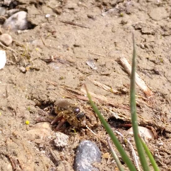 Lasioglossum (Sellalictus): Tier im Habitat Halb-natürliches Grasland in der NatureSpots App