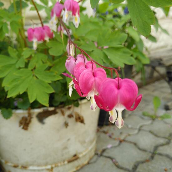 Lamprocapnos spectabilis: Plant in habitat Garden in the NatureSpots App