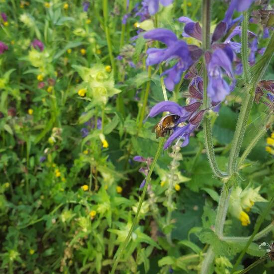 Veränderliche Hummel: Tier im Habitat Naturnahe Wiese in der NatureSpots App