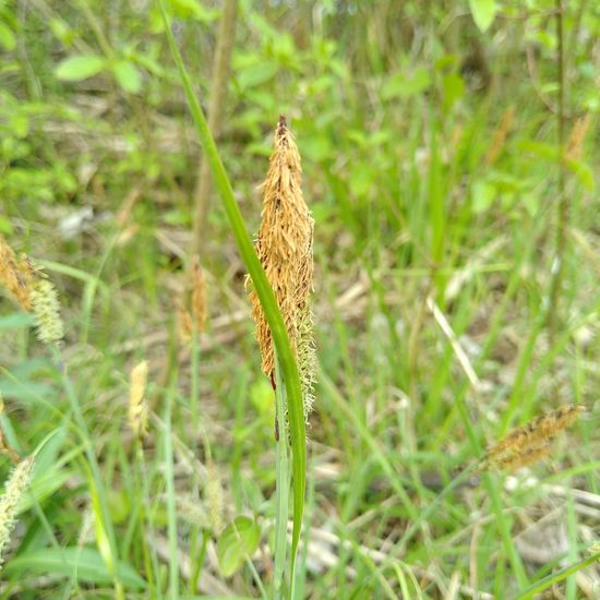 Carex acutiformis: Plant in habitat Riparian forest in the NatureSpots App