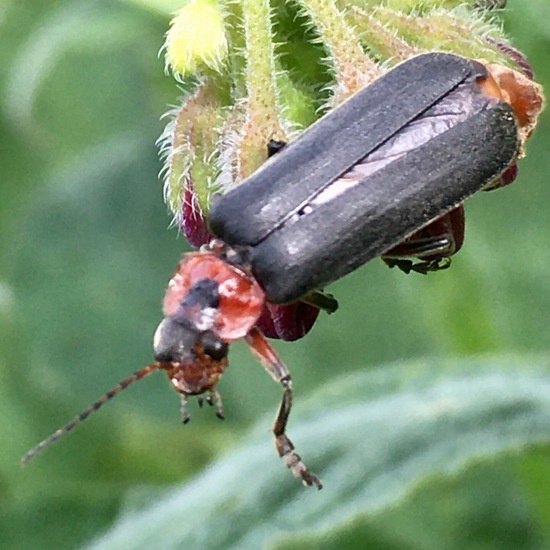 Gemeiner Weichkäfer: Tier im Habitat Garten in der NatureSpots App