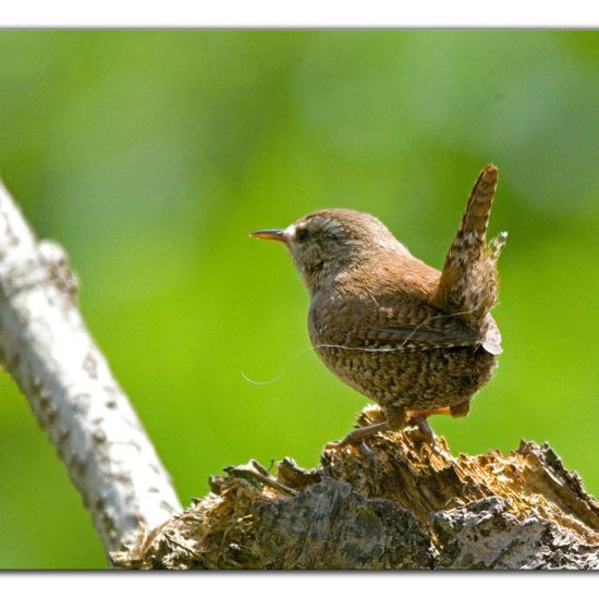 Eurasian Wren: Animal in habitat Backyard in the NatureSpots App