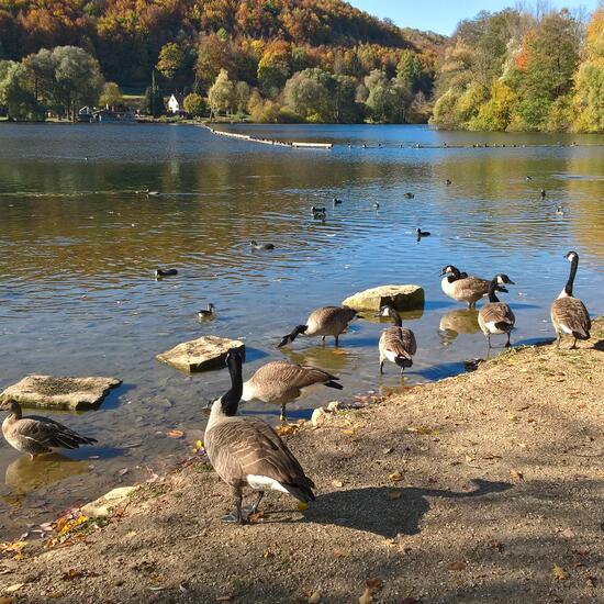 Kanadagans: Tier im Habitat See in der NatureSpots App