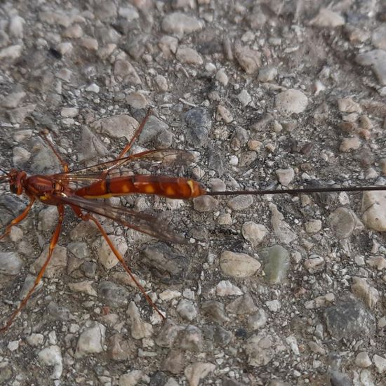 Megarhyssa vagatoria: Tier in der Natur in der NatureSpots App