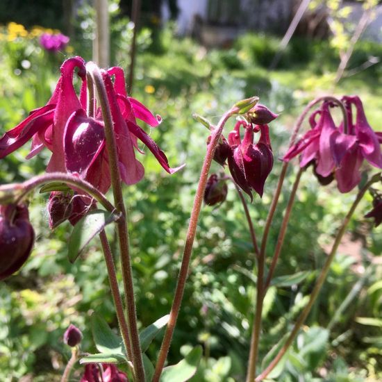 Gemeine Akelei: Pflanze im Habitat Garten in der NatureSpots App